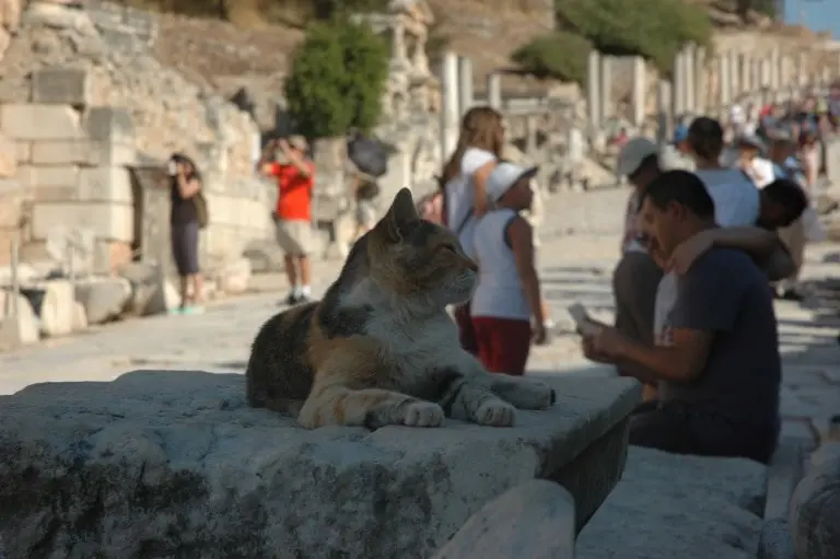 Cats of Ephesus