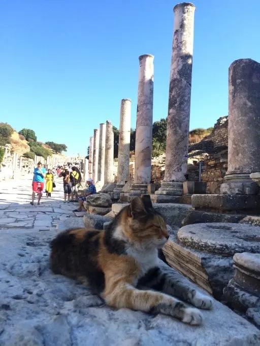 ephesus cats