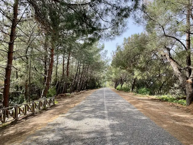 Road between pine trees at Dilek Peninsula National Park